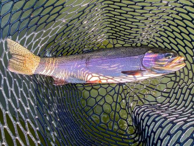 Heavy rainbow in the net - Full Moon Fishing in Montana 