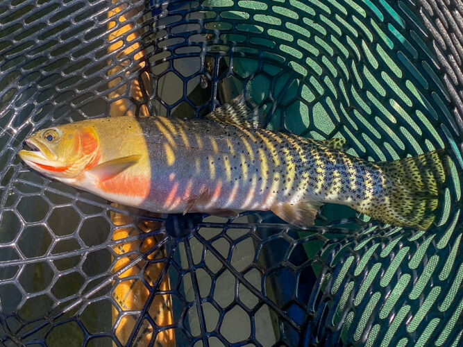 Brightly colored cutthroat - Hoot Owl Trout Fishing