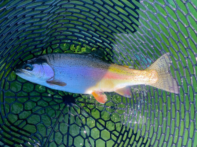 Fat rainbow on a callibaetis nymph - Hoot Owl Trout Fishing