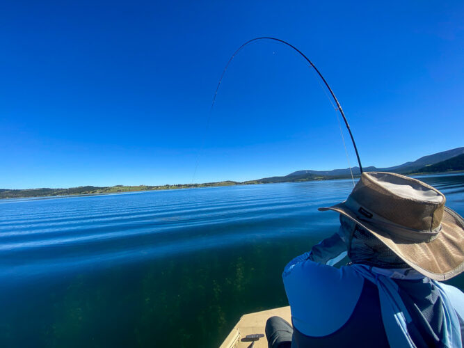 Chris hooked up on a flat calm morning - Hoot Owl Trout Fishing