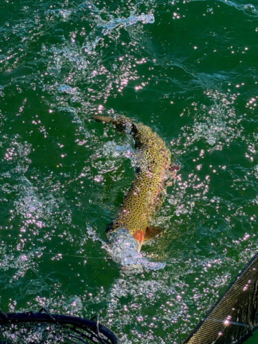 These lake fish are fighting hard - Hoot Owl Trout Fishing