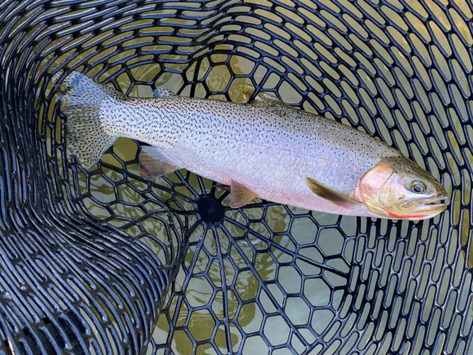 Lots of quality cutthroat on dries today - Hoot Owl Trout Fishing