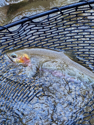 Lots of quality cutthroat on dries today - Hoot Owl Trout Fishing