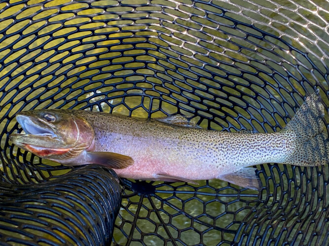 Lots of quality cutthroat on dries today - Hoot Owl Trout Fishing