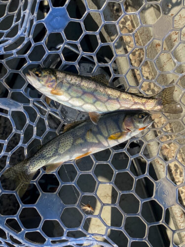 A couple dry fly doubles in the net today - Hoot Owl Trout Fishing