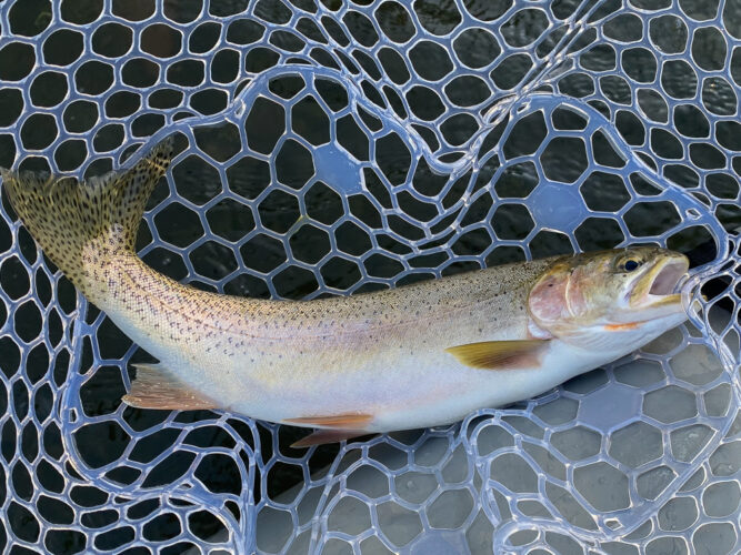 Early morning cuttbow on a dry - Spruce Moth Hatch Fishing