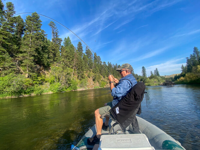 Doug hooked up on a spruce moth - Spruce Moth Hatch Fishing