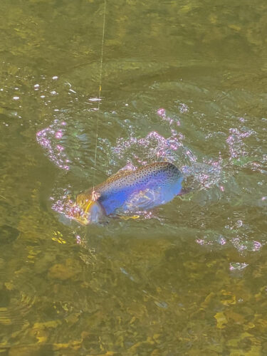 Nice cuttbow putting up a fight - Spruce Moth Hatch Fishing