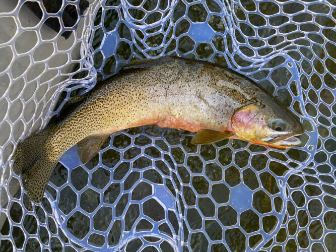 Lots of quality cutts and cuttbows on dries today - Spruce Moth Hatch Fishing