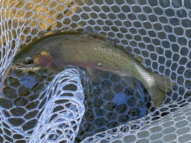 Lots of quality cutts and cuttbows on dries today - Spruce Moth Hatch Fishing