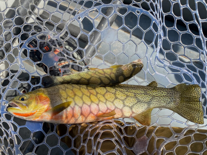 I won't say who caught which fish, but a double is still a double - Spruce Moth Hatch Fishing