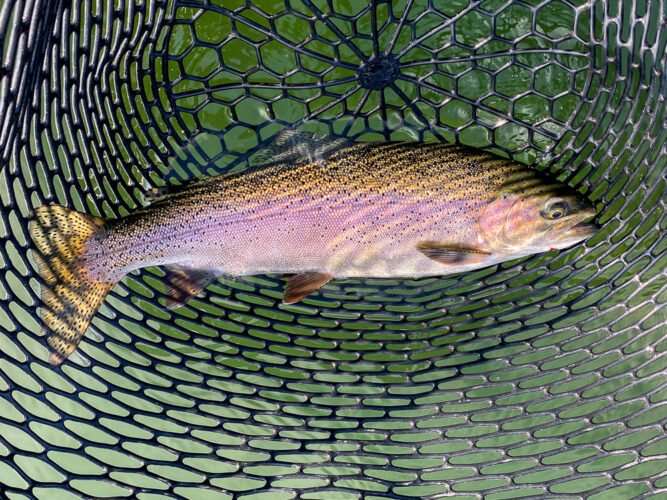 Some thick, healthy rainbows in the morning - Spruce Moth Hatch Fishing