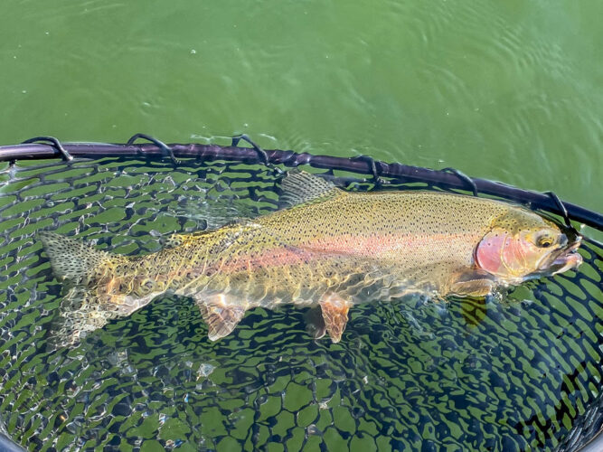 Some thick, healthy rainbows in the morning - Spruce Moth Hatch Fishing