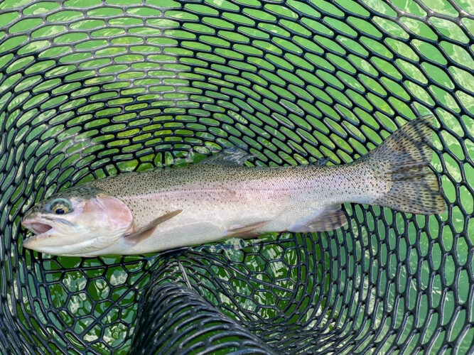 Jim tagged this 20" brute just after lunch - Spruce Moth Hatch Fishing