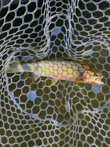 Lots of action, but not many photo worthy trout today.  This pretty one was our biggest - Spruce Moth Hatch Fishing