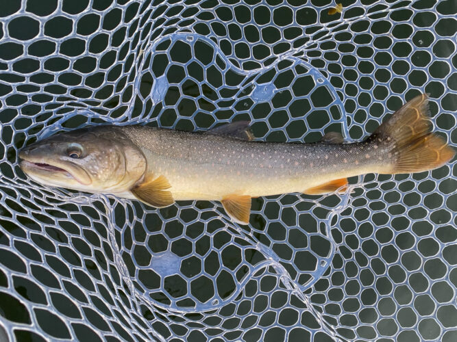 20" bull trout to start the day - Spruce Moth Hatch Fishing