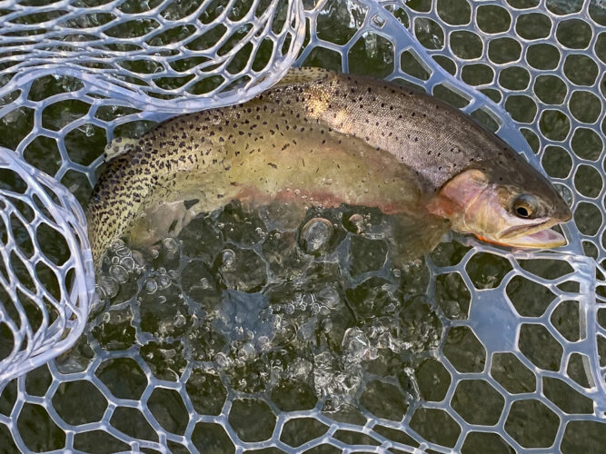 A better class of trout was eating in the canyon today - Spruce Moth Hatch Fishing