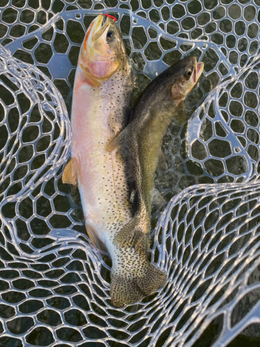 We even had a couple good doubles - Spruce Moth Hatch Fishing