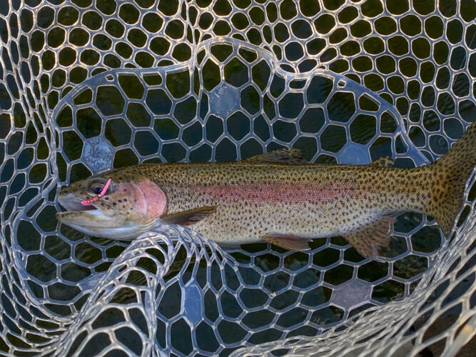 Big, colored up rainbow in the morning - Spruce Moth Hatch Fishing