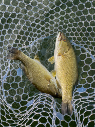 The net was heavy today - Spruce Moth Hatch Fishing