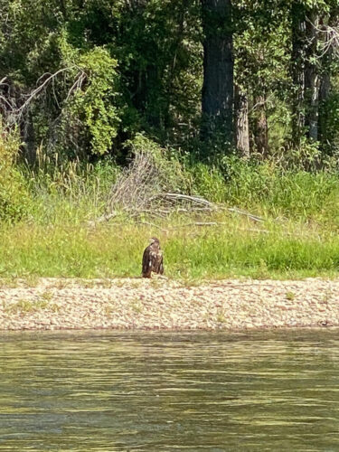 This young eagle was across the river throughout lunch today - Spruce Moth Hatch Fishing