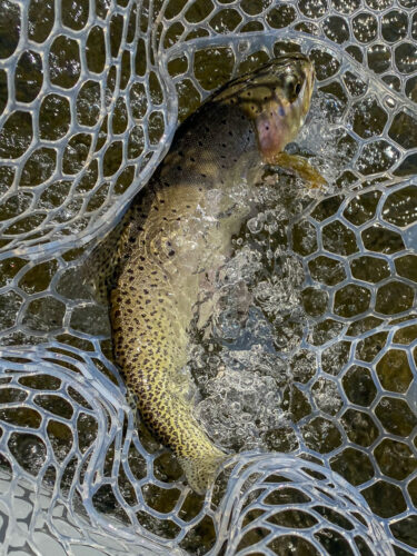 One of the nicer cutthroat in the net - Spruce Moth Hatch Fishing