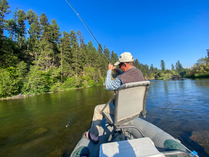 Tom hooked up on a dry fly - Spruce Moth Hatch Fishing