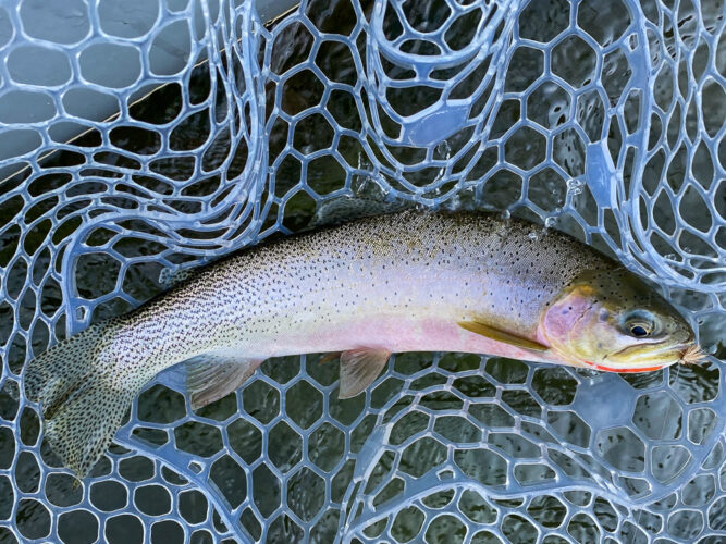 Nice cutthroat on a spruce moth - Spruce Moth Hatch Fishing