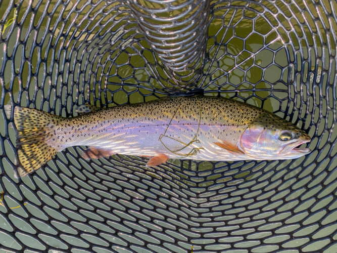 Nice way to start the day - Spruce Moth Hatch Fishing