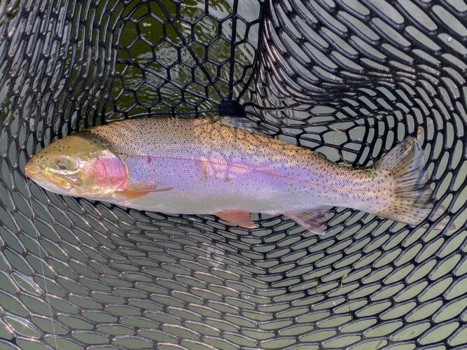 Land of the Giants lived up to it's name today - Spruce Moth Hatch Fishing