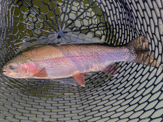 Land of the Giants lived up to it's name today - Spruce Moth Hatch Fishing