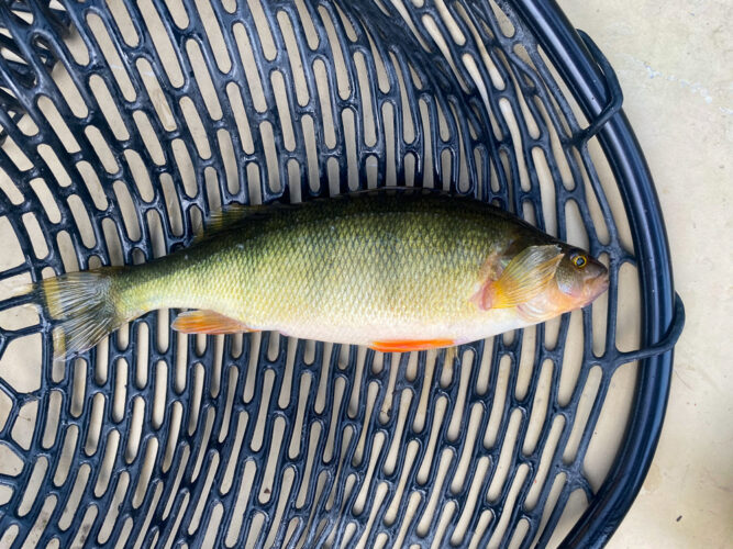 Perch aren't that big, but they make delicious fish tacos - Spruce Moth Hatch Fishing