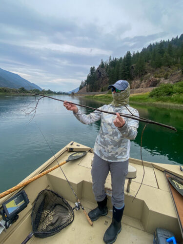 Then she pulled a trophy stick from the depths - Spruce Moth Hatch Fishing