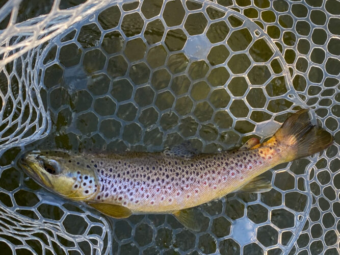 Nice brown trout to start the day - Early Morning Fly Fishing