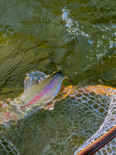 Bright rainbow coming to the net - Early Morning Fly Fishing