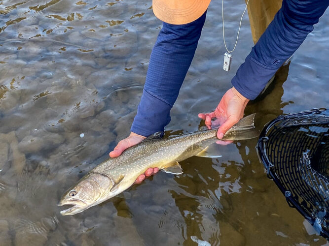 Nice bull trout to start the day - Early Morning Fly Fishing