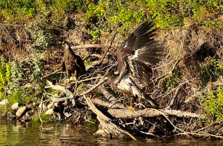 Just around the corner there were 2 young eagles on the bank - Early Morning Fly Fishing