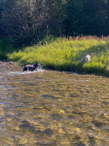 Molly and Gracie out swimming in the morning - August Fly Fishing