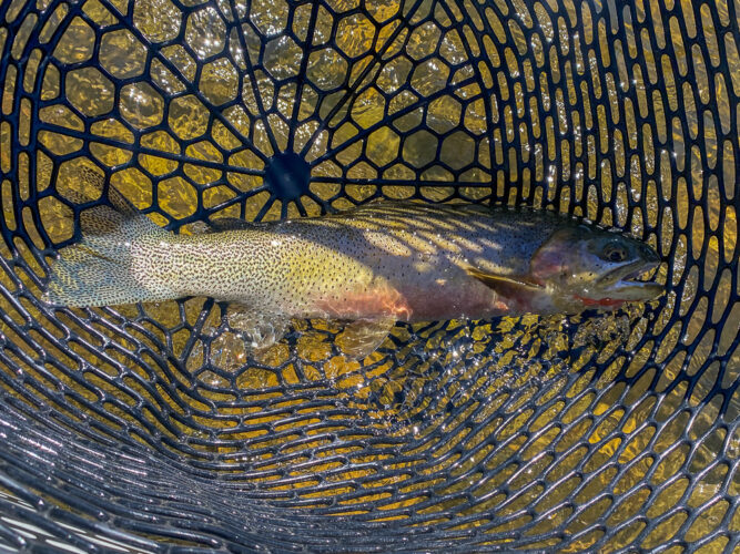Quality trout in the net today - August Fly Fishing
