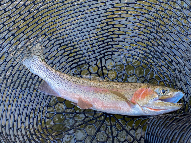 Big old cuttbow to start the day for Jeff - August Fly Fishing