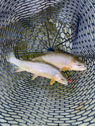 A few more doubles today too - August Fly Fishing