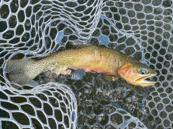 We put a good collection of nice fish in the net today - August Fly Fishing