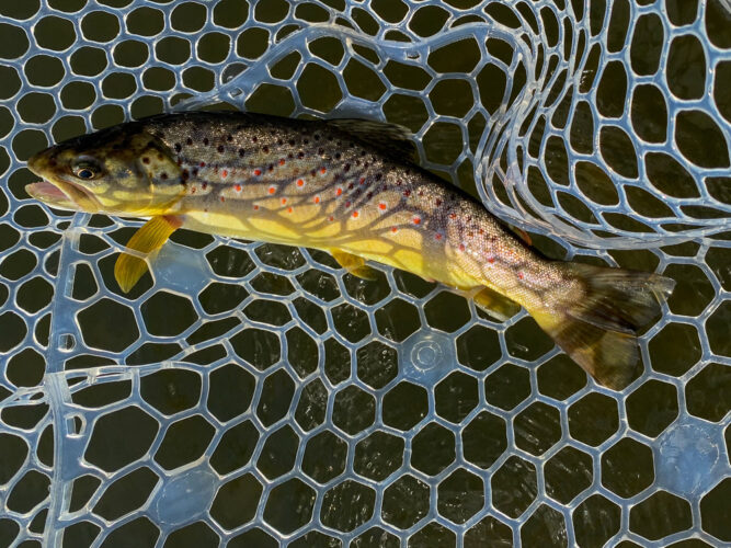 Colorful brown trout on a dry - Montana Fall Fishing