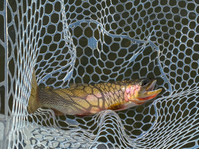 A big cuttbow on top for Herb - Montana Fall Fishing