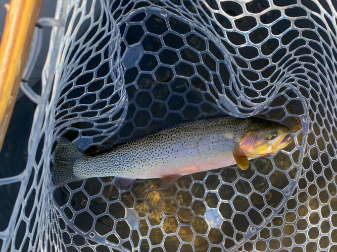A handful of nice cutthroat in the net today - Montana Fall Fishing