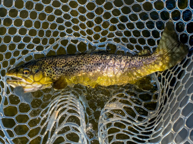 Thick brown trout on the dropper - Montana Fall Fishing