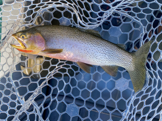 A flawless specimen to close out the float today - Montana Fall Fishing
