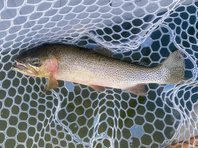 A 20" cuttbow for Sandra in the afternoon - September Montana Fishing report