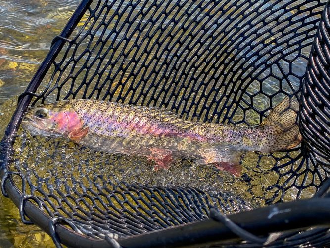 Quality rainbows in the net - Missoula Fishing Report 2024