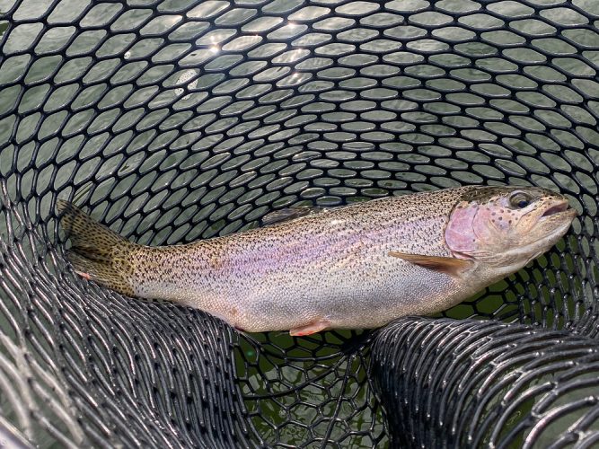 Jeff got us started with a big slab rainbow in the first 30 seconds - Missoula Fishing Report 2024